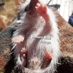 Haley Weller - @wellerswildthings - Instagram
