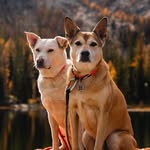 Teddy & Lennie 🐾 | + Halie & Cole - @thefishingmutts - Instagram