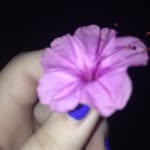 Halie's Photography - @halie_linn_photos - Instagram