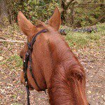 Halie Mae - @halie_love_pony - Instagram