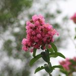Halie Williams - @williams_photography_design - Instagram
