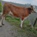 Halil Cakir - Facebook