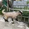 Halil Sarıca - @halilsarica2 - TikTok
