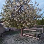 Halil Sarica - Facebook