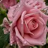 Halim farhat - @user3223021515862 - TikTok