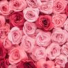 madi_halim - @madi_halim - TikTok