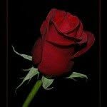 Halim Salim - @halim.salim - Instagram
