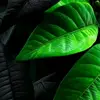 Halima sultani - @halima.sultani3 - TikTok