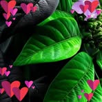 Halima Sultani - Facebook