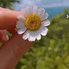 Halima Amini - @ghasedak_0 - TikTok