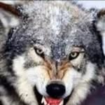 المفترس المفترس - @halim_abaker - Instagram