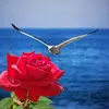 HALIMA cherif - @halima.cherif4 - TikTok