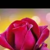 মুন্নি +তন্নি - @halimachowdhury24 - TikTok
