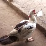 Halima Hasan - @halima8732 - Instagram