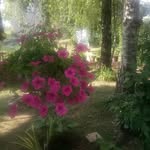 Halima Muminovic - @halimamuminovic - Instagram