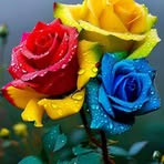 Halima Omer - Facebook