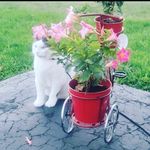 Halima Patel - @halimapatel7390 - Instagram