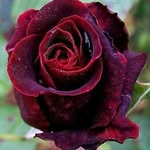 Malak Malouka - @halima.rose.35380 - Instagram