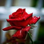 Halema Ross - Facebook