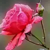 Halima Salam - @halima.salam6 - TikTok