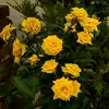 (Halima+Salam) - @my01432690 - TikTok