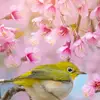 Halima Sharmin - @halima.sharmin - TikTok