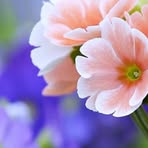 Halima Sharmin - Facebook