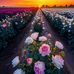 Halima Silver - Facebook
