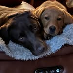 Hallie&Cooper - @myhalliebearandcooper - Instagram