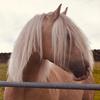 Hallie Dean - @hdgypsycobs - TikTok