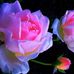 Hallie Goodwin - Facebook