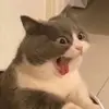 hallie - @halliejohnsonn - TikTok