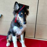 Hallie Logan - @halliethedogtrainer - Instagram
