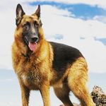 Hallie Nelson - @animalhallie - Instagram