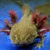 hallienelson3 - @axolotlmeep24 - TikTok