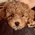 Hallie Silver - @toypoodlehallie - Instagram