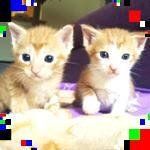 Foster Kittens of Tampa - @halliesimpsoncuhbo - Instagram
