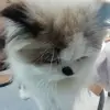 halynashevchuk570 - @halynashevchuk570 - TikTok