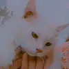 Hamid Latif - @hamid.latif18 - TikTok
