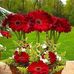 Hamida Alam - Facebook