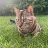 Hamida Begum - @hamida.begum28 - TikTok