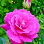 Hamida Begum - @hamidabegum327 - Instagram