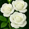 Hamida begum - @misthamida621 - TikTok