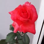 Hamida Hussain - @hamida.hussain - Instagram