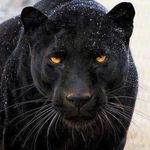Hamidou Barry - @hamidoubarry - Instagram
