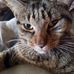 Hamilton Cook - Facebook