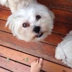Hamilton - @hamilton_perkins - Instagram