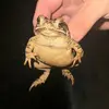 Hamish Cunningham - @steven.prentice - TikTok