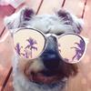 HamishMurray - @hamishmurray1122 - TikTok