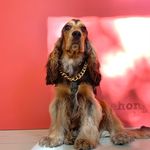 💗HAMLET MARTÍNEZ💓 - @hamlet_the_cocker - Instagram